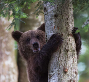 Close-up of bear on tree