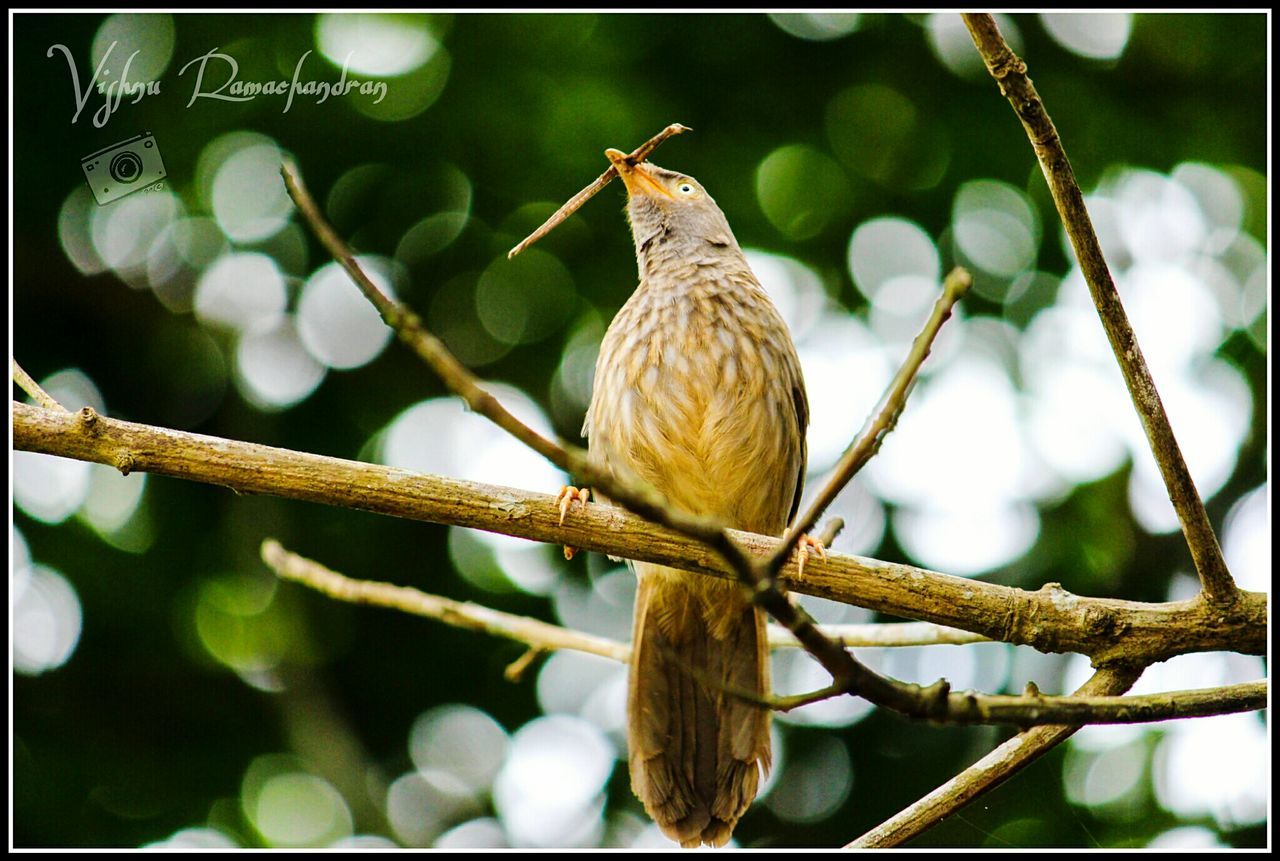 animal themes, bird, animals in the wild, wildlife, one animal, perching, branch, focus on foreground, transfer print, full length, close-up, tree, low angle view, nature, auto post production filter, beak, outdoors, day, no people, zoology