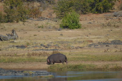 Horse in a lake