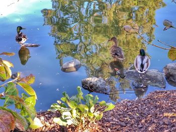 High angle view of ducks swimming in lake