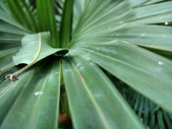 Full frame shot of plant