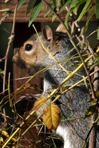 Close-up of squirrel