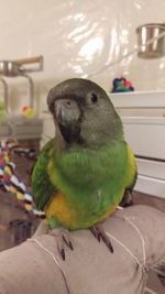 Close-up of parrot perching on floor