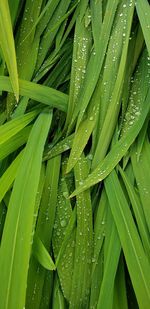 Full frame shot of wet leaves