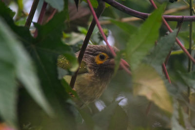 Close-up of a bird