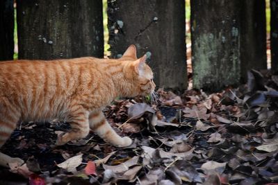 Cat on autumn leaves