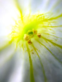 Macro shot of yellow flower