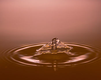 Close-up of bird in water