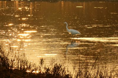 Bird flying over lake