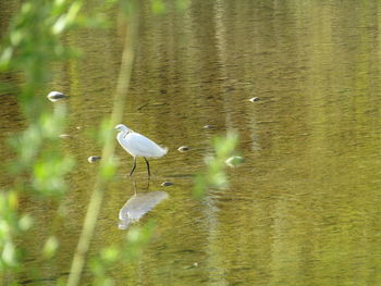 Bird in a lake