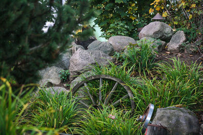 View of trees and rocks