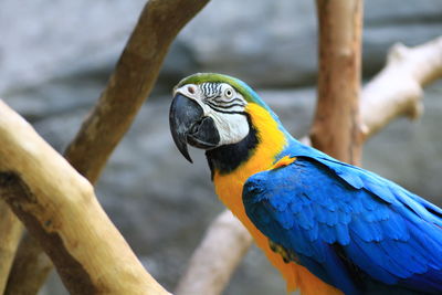 Close-up of gold and blue macaw outdoors