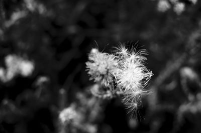 Close-up of dandelion flower