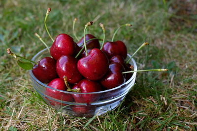Close-up of cherries in field