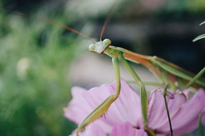 Close-up of insect on flower