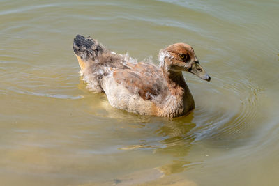 Egyptian goose duckling with adult feathers appearing. 