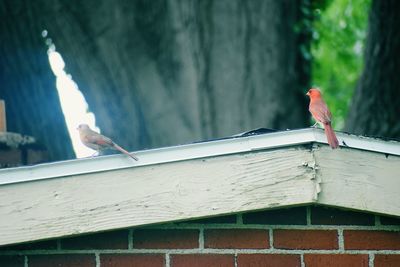 Low angle view of bird perching on roof