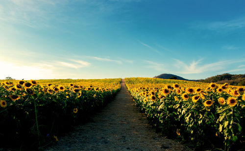 View of flowering plants on field against sky