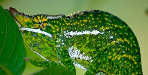 Close-up of insect on leaf