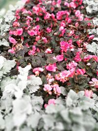 Close-up of pink flowers blooming in garden