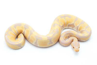 Close-up of snake against white background