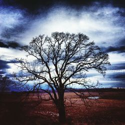 Bare trees on field against cloudy sky