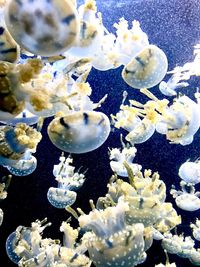 Close-up of jellyfish swimming in water