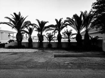 Palm trees by swimming pool against sky