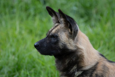 Close-up of a dog looking away