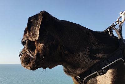 Close-up of a dog against the sky