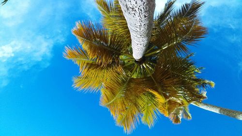Low angle view of trees against blue sky