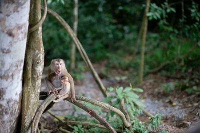 Monkey sitting on tree trunk in forest