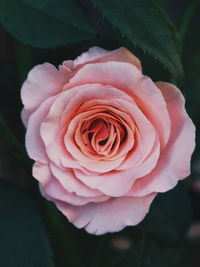 Close-up of pink rose