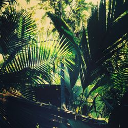 palm tree