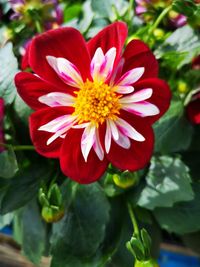 Close-up of red flower