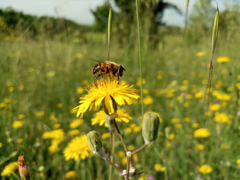 Bee pollinating flower