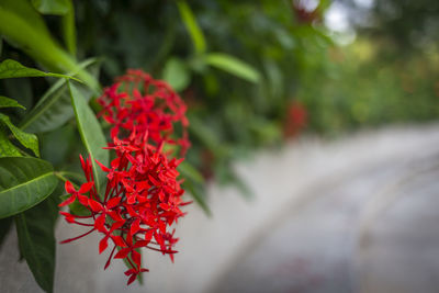 Close-up of red flowering plant