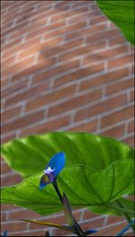 Close-up of flower against blurred background