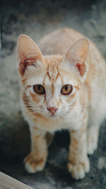 Close-up portrait of tabby kitten