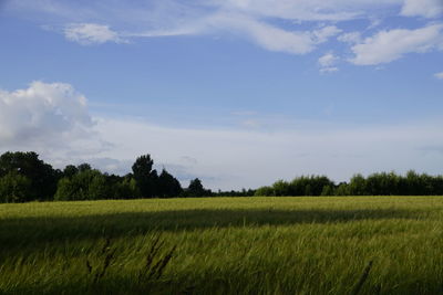 Scenic view of field against sky