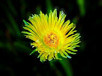 Close-up of yellow flower