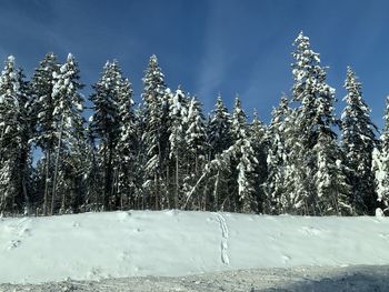 Snow covered plants against sky