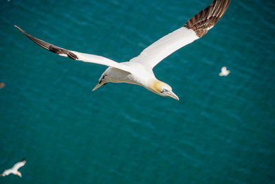 Close up of gliding flying white sea bird gannets with a huge wingspan over blue sky and ocean 