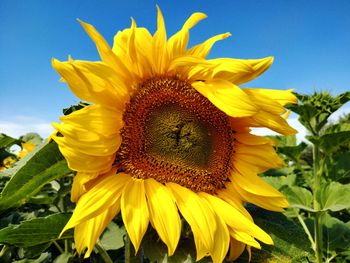 Sunflower field