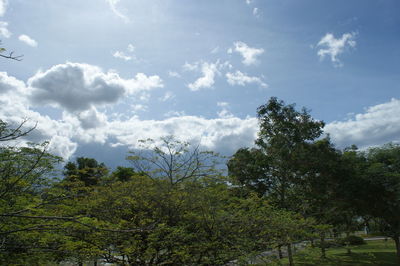 Trees against sky