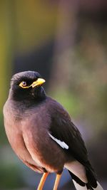 Close-up of bird perching against sky