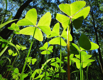 Close-up of fresh green leaves