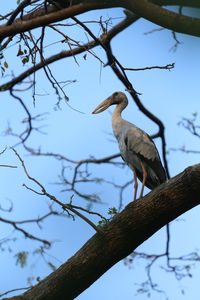 Low angle view of bird perching on branch against sky