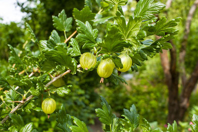 Close-up of fruits growing on tree