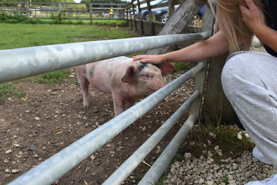 Hand petting a pig at a farm 